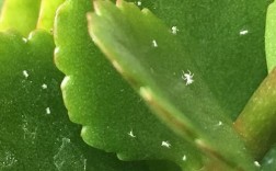 绿植白色虫子绿色（绿叶植物白色的虫子）
