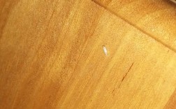 木板白色小虫（木板上的小白虫）