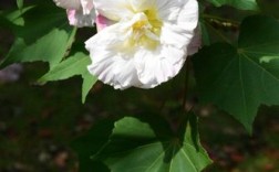芙蓉树白色花（芙蓉树是什么颜色）