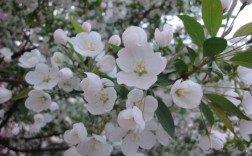 白色垂丝海棠图片（白色海棠树图片）
