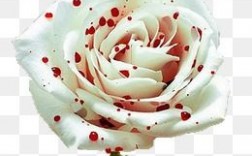 白色血玫瑰图片（白色玫瑰带血）