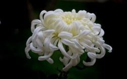 白色菊花的图片大全（白色菊花叫什么名字）