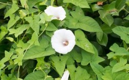白色喇叭花的植物（白色喇叭花的植物是什么）