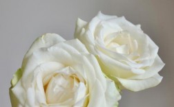 白色的玫瑰名字（白色玫瑰别名）