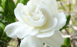 白色的花的名字（白色的花的名字种类有哪些）