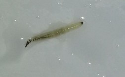 白色线虫幼虫（白色线形虫子）