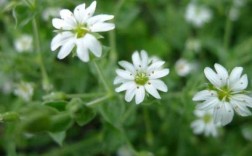 白色繁缕花花语（白色鲜花的花语）