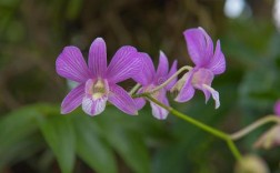 兰花紫色白色花（白紫色的兰花）