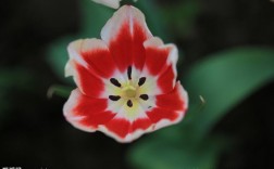 白色花苞开出红色花朵（白色花朵红色花蕊是什么花）