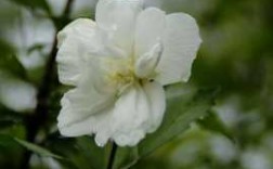 白色重瓣木槿花（白色重瓣木槿花可以吃吗）