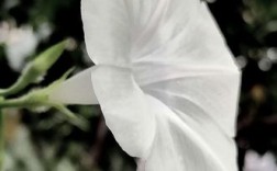 喇叭白色大花（白色大喇叭花是什么花）