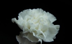 白色的花有寓意（白色的花寓意是什么呢）