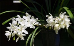 白色兰花是什么花（白色兰花的品种及图片名字）