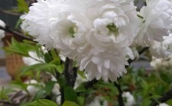 早春白色花是什么（早春白色的花是什么）