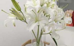白色百合花的图片大全（白色百合花有哪些品种图片）