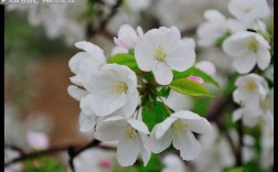 白色海棠花养护（白色海棠花养护图片）