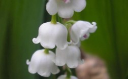 白色类似铃兰的花（长得像铃兰的植物）