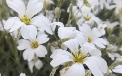 常见白色的小花（常见白色的小花是什么）