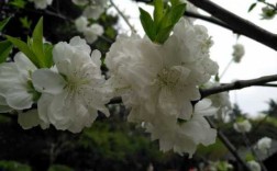 白色桃花的资料（白色桃花是什么品种）