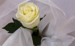 米白色的玫瑰意义（米色的玫瑰花叫什么名字）