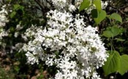 花朵很大的白色花树（很大的白色的花）