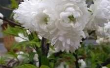 春天开的白色花（春天开的白色花是什么）