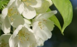日本海棠白色香味（日本海棠白色香味是什么）
