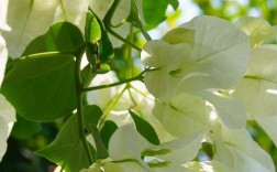 白色三角花（白色三角形的花）