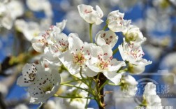 白色的梨花花语（白色梨花开满枝头,多么美丽的一片梨树林梨花的含义）