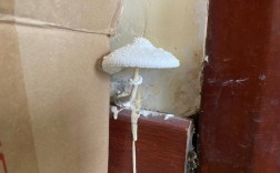 家里地板长出白色蘑菇（家里地板长出白色蘑菇怎么回事）