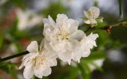 白色桃花是什么品种（白色桃花的花语是什么意思）