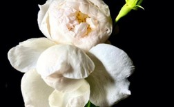 白色蔷薇图片（白色蔷薇花的图片）