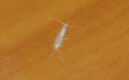 针尖状白色虫子（针尖大小白色虫子是什么）