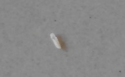 很小很小的虫子白色的（很小很小白色虫子是什么）