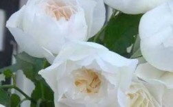 最贵的白色花（市面上最贵的花）