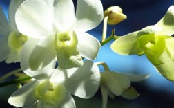 开白色的大兰花树（开花白色的兰花有哪些品种）