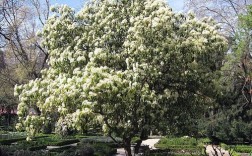 开白色花的木本（开白色花的木本树有哪些）