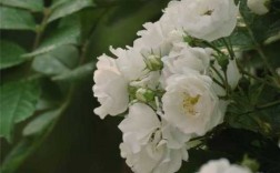 白色的蔷薇花（白色的蔷薇花阿瑾周沉铭）