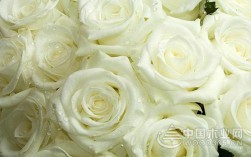 白色花系花语（白色的花都有哪些花语）