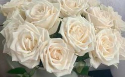 米白色玫瑰（米白色玫瑰花代表什么意思）