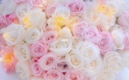 粉色白色玫瑰代表什么（粉色白色玫瑰代表什么寓意）
