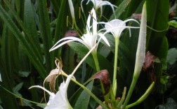 长白色花的植物（白色的长长的花是什么花?）