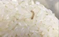 大米生白色虫子还能吃吗（米里有白色蠕虫怎么办）
