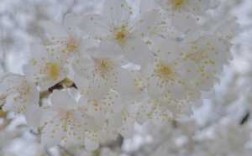 白色樱花品种（白色樱花树品种）
