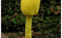 菌像木头黄白色（木头上的黄色菌）