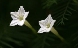 白色星星花植物（白色的星星）