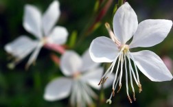 春季开白色花的植物（春季开白色花的植物叫什么）