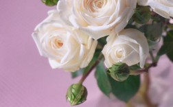 小球玫瑰是白色（小球玫瑰是白色的吗）