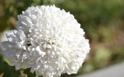 白色的小菊花花语（白色的小菊花象征着什么）