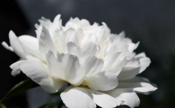 白色花的含义（白色花的寓意和象征）
